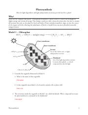 LISA MEDVETSKY - 11 Photosynthesis-S.pdf