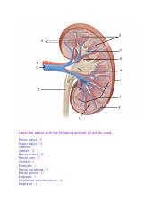 Homework - Week 9 - Kidney Labelling Worksheet.docx