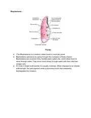 Biology protist and animal cells.pdf