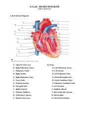 These arteries and their branches supply all parts of the heart muscle . Labeled Diagram Of The Heart And Blood Flow Circulation Of Blood Through The Heart Diagram School Jp Supeor Vena Cava Aorta Ti H L 0t E Unge To The Course Hero