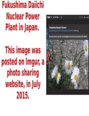 Fukushima Flower PPT.pptx