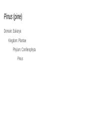Pinus.pptx