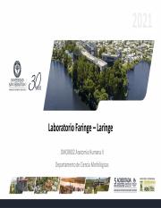 Actividades Semana 12 - Faringe - Laringe.pdf