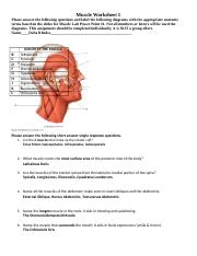 Muscle Worksheet 1 (2).docx
