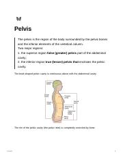 Anatomy - Pelvis.pdf