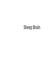 Sheep brain.ppt