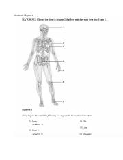 Anatomy Chapter 6.docx