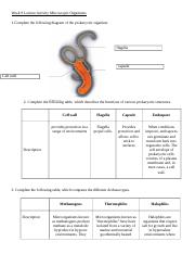 Week 9 Lecture Activity Microscopic Organisms.docx