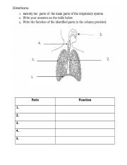 respiratory system activity.pdf