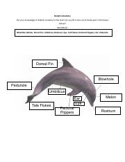 Dolphin-Anatomy.pdf