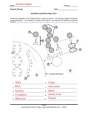 Zachary Ken J Siapno - ProteinSynthesisDiagramPractice1.pdf