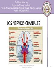 LOS NERVIOS CRANIALES.pdf