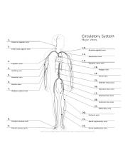 circulatory-system.jpg