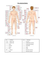 (Student) Camryn Lewis - CFA _ Anatomical Regions.docx