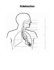 the_respiratory_process_note_2012 (1).doc
