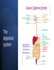 The digestive system.pptx