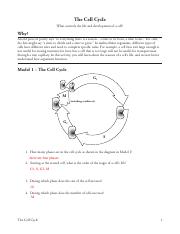 The Cell Cycle Pogil.pdf