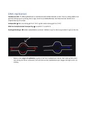 DNA replikation - Leading Strand VS Lagging strand og Okazaki fragmenter.docx