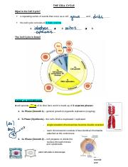 L2- THE CELL CYCLE (MITOSIS) Note Filled in 2.docx
