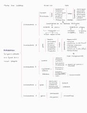 Proteobacterias_MFG.pdf