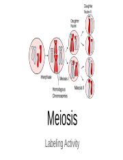 Meiosis Labeling Blank Update.pptx