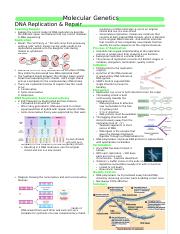 Lesson 3 - DNA Replication & Repair.docx