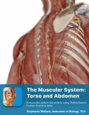 lab manual_muscles abdomen thorax_atlas.pdf