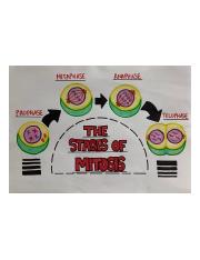 Mitosis stages drawing.JPG