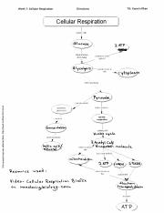 Cellular Respiration Concept Map This Concept Map Was Obtained From Http Ww2 Methuen K12 Ma Us Week 7 Cellular Respiration Directions Ta Yasmin Khan Course Hero