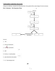 Carbohydrate Catabolism Worksheet.docx