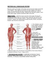 muscular system review atp.doc