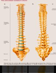 axial spine - Google Search.pdf