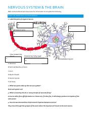 Copy of Nervous System-Brain worksheet.docx