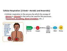 Microsoft PowerPoint - Cellular Respiration HONORS.pdf