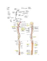 Lower ex - artery, nerve map.pdf