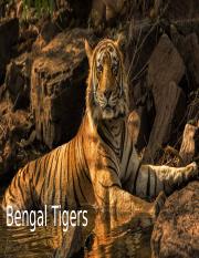 Rosza Gilbert Bengal Tigers!.pptx