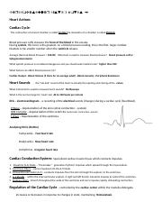 Mar Heinrich Ruiz - Cardiovascular System Notes 2.docx