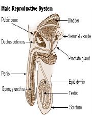 Male Reproductive System.pptx