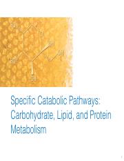 Metabolism_Catabolism.pdf