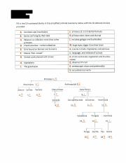 Primate Chart BIOANTH_Redacted.pdf