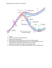 Copy of DNA Replication exit card .pdf