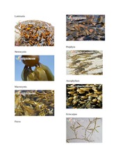 Pictures of Algae- Lab Practical 1