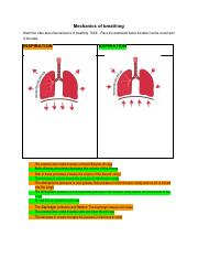 Copy of Mechanics of breathing.docx.pdf