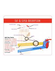 3.3 Infographic Fat Absorption and Transport.png