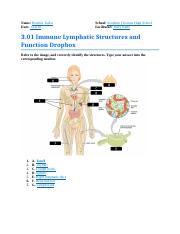 3.01 lymphatic structure.docx