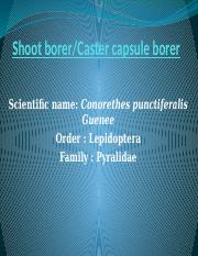 1. Shoot borer.pptx