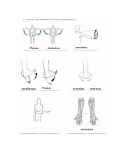Kevin McNeil - Anatomical Movement.pdf