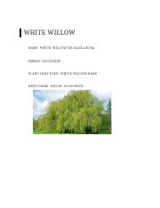 white willow.docx