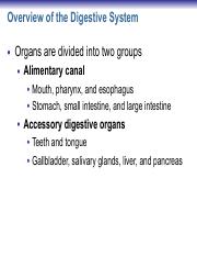 Lecture 18 Digestive System.pdf