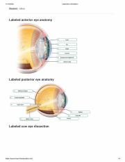 BIO 112-01A WEEK 4 (6) Eye Dissection.pdf
